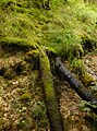 English: National natural monument "Babiččino údolí" in Náchod District, Czech Republic Čeština: Národní přírodní památka "Babiččino údolí", okres Náchod, ČR.