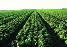 Lettuce in Yuma NRCSAZ02062 - Arizona (407)(NRCS Photo Gallery).tif