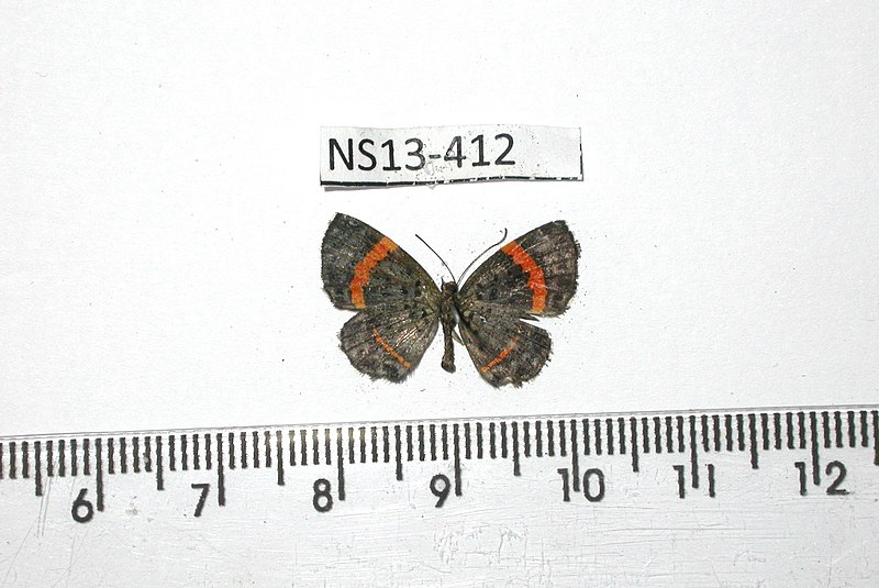 File:NS0412 Phaenochitonia (15047705876).jpg