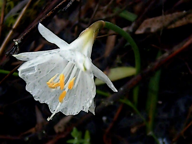 File:Narcisus cantabricus FlowersCloseup DehesaBoyaldePuertollano.jpg