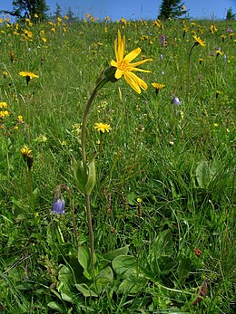 Wolf's bane (Arnica montana).