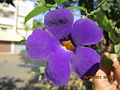 Native purple flower from India1.jpg