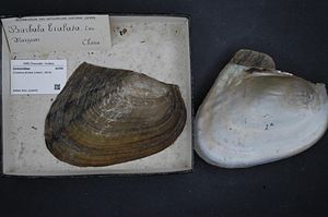 Naturalis Biodiversity Center - RMNH.MOL.326445 - Cristaria plicata (Leach, 1814) - Unionidae - Mollusc shell.jpeg