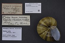 Centrum biologické rozmanitosti Naturalis - ZMA.MOLL.389021 - Natalina cafra (Férussac, 1821) - Rhytididae - měkkýši shell.jpeg