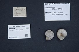 Naturalis Biodiversity Center - ZMA.MOLL.406248 1 - Theba pisana (Müller, 1774) - Helicidae - Mollusc shell.jpeg