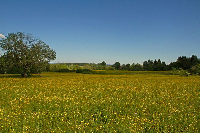 File:Naturschutzgebiet Gifitzenmoos.jpg