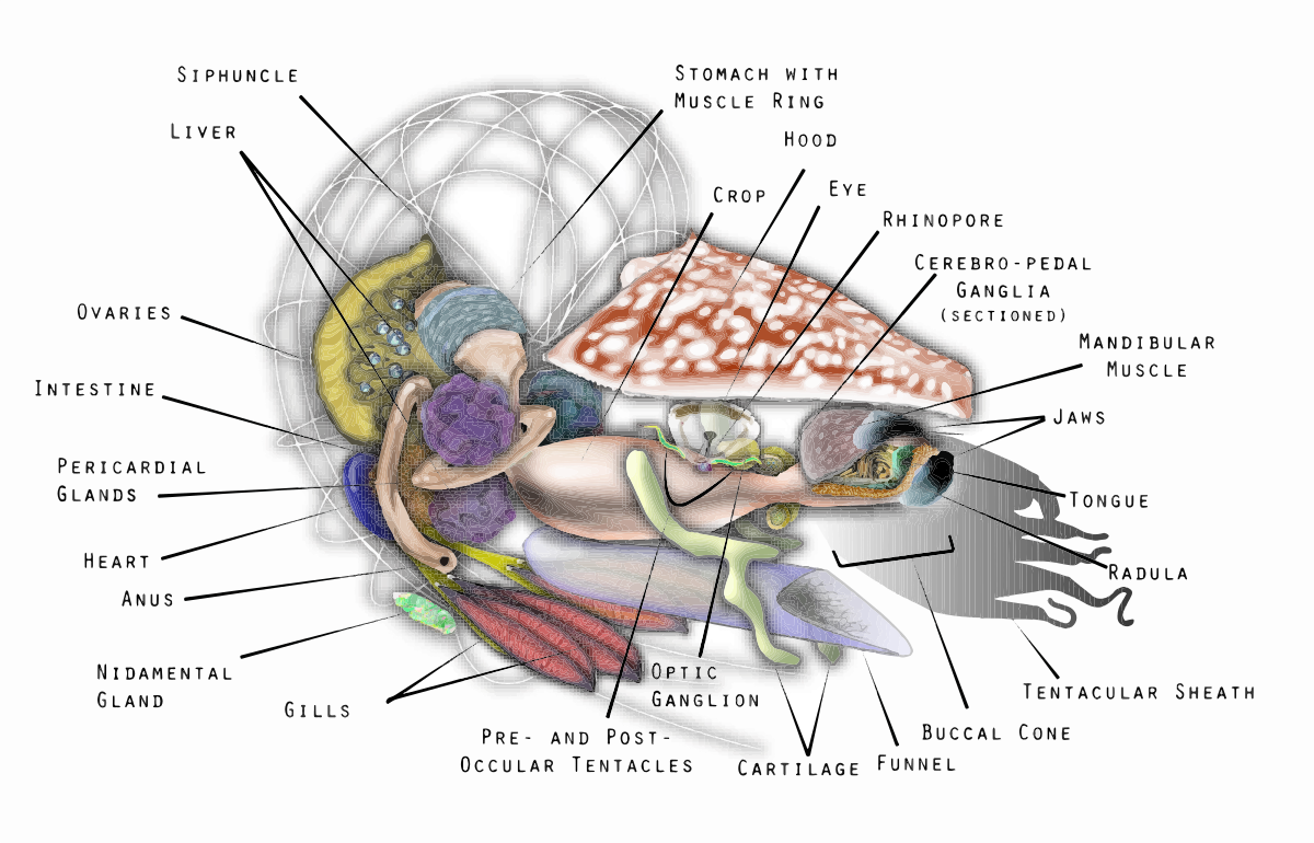 nautilus diagram