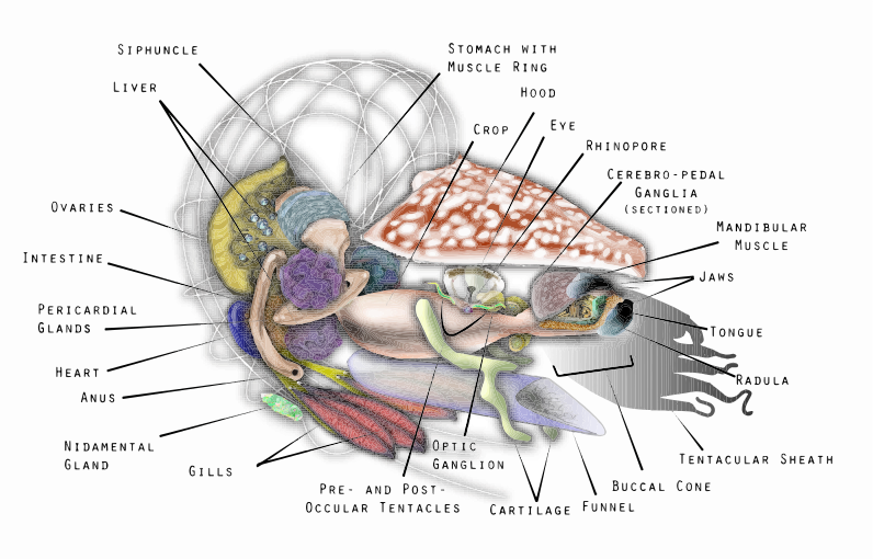 File:Nautilus Anatomy 3D-en.svg