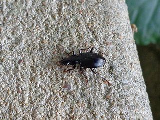 <i>Nebria nivalis</i> Species of beetle