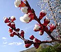 Prunus persica (Nectarine buds)