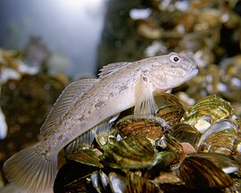 Zwartbekgroendel (Neogobius melanostomus)