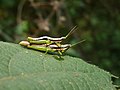 * Nomination Neorthacris simulans (Wingless grasshopper)--Jkadavoor 07:22, 11 December 2014 (UTC) * Promotion  Support Good quality. --Hockei 21:20, 11 December 2014 (UTC)