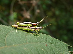 Descrizione dell'immagine Neorthacris in Nayikayam Thattu.jpg.