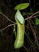 Nepenthes hamata yuqori pitcher.jpg