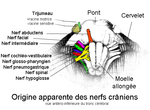 Vignette pour Nerf vestibulocochléaire
