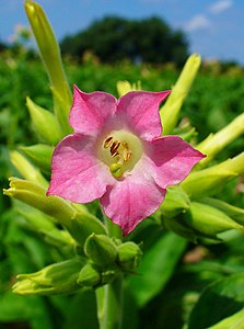 Nicotiana tabacum Flower