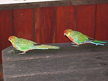 Immature birds at a picnic area in karri forest OIC birds at gloucester tree picnic area 2.jpg