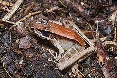 Description de l'image Odorrana nasica, Long-nosed odorous frog - Khun Nan National Park (47750974122).jpg.