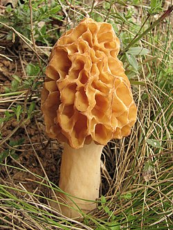 Old holiday shot of Morchella esculenta (GB= Morel mushroom, D= Speise-Morchel, NL= Gewone morielje) - panoramio.jpg