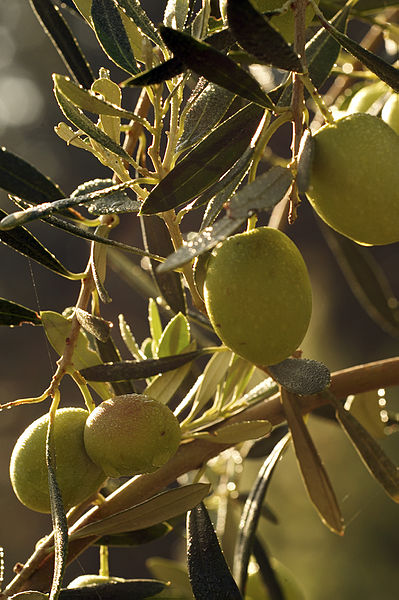 File:Olives (UOVO PICCIONE) Cl J Weber (4) (22780303589).jpg