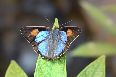 Dorsal view (Male)