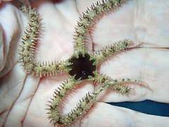 Ophiomastix elegans en Australie.