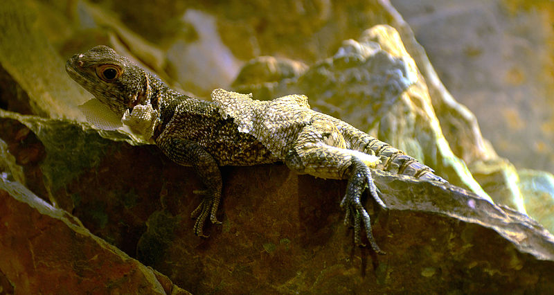 File:Oplurus cuvieri Musée d'Histoire Naturelle Tournai 27122015 1.jpg