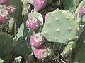 Opuntia stricta fruit.jpg