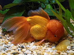 Oranžová Oranda.jpg