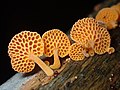 Orange pore fungus (Favolaschia calocera)