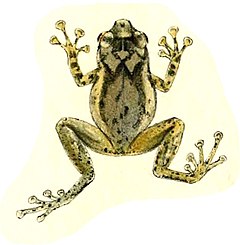 Description de l'image Oreophryne celebensis (Müller, 1894) - variant 1.jpg.