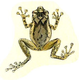 <i>Oreophryne celebensis</i> Species of frog