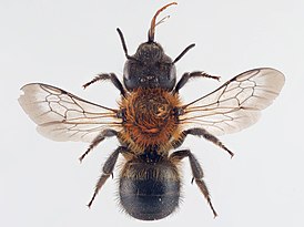 Osmia uncinata