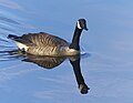 * Nomination Canada Goose on the Connecticut River, East Hartford, CT USA --Pdanese 17:37, 12 December 2023 (UTC) * Promotion  Support Good quality. --Charlesjsharp 17:49, 12 December 2023 (UTC)