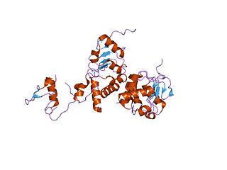 <span class="mw-page-title-main">NXF1</span> Protein-coding gene in the species Homo sapiens