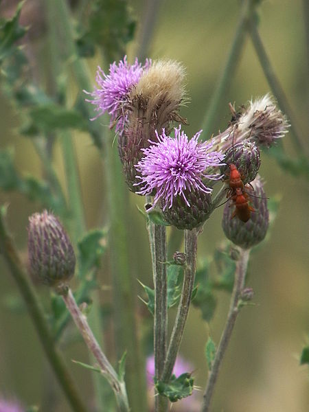 File:Paarung zweier roter Insekten.JPG