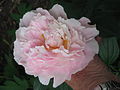 Paeonia lactiflora cv. pale