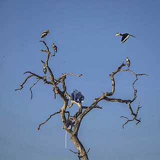 Painted storks (Mycteria leucocephala) roost with mammals