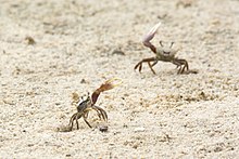 Panacea fiddler crab, Mississippi, 2018.jpeg