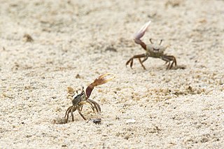 <i>Leptuca panacea</i> Species of crab