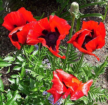 Arznei-Mohn