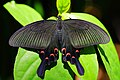 Papilio bianor thrasymedes female back 20131020.jpg
