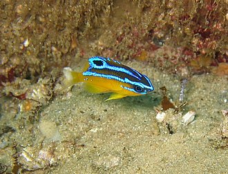 Parma microlepis (juvenile) Parma microlepis (juvenile).jpg