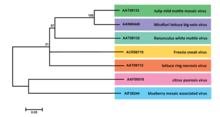 Aspiviridae phylogenetic tree Pastedimage1529073491255v2.png