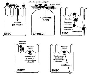 Escherichia Coli: Description, Historique, Taxonomie