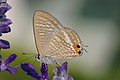 Papillon au corps gris et aux ailes brunes