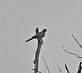 Peaceful Dove. Geopelia placida (48722633052).jpg