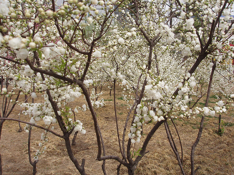 File:PeachFlowerwhite2.jpg