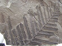 Fossile Wikipedia