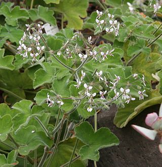 <i>Pelargonium tomentosum</i> Species of flowering plant